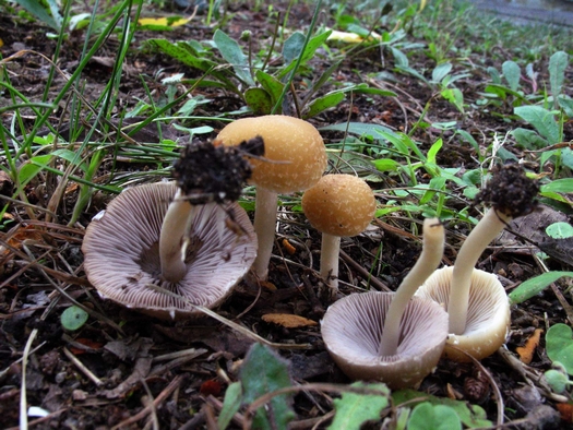 Psathyrella ssp.